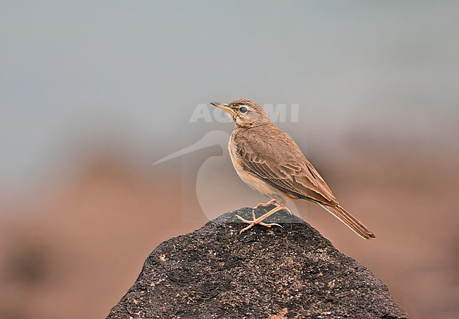 Plain-backed Pipit (Anthus leucophrys) in Sierra Leone. stock-image by Agami/David Monticelli,