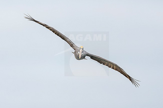 Brown Pelican (Pelecanus occidentalis) in flight in Florida USA. stock-image by Agami/Marcel Burkhardt,