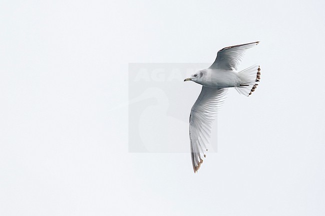 second calendar year or first winter black-legged kittiwake (Rissa tridactyla) in flight, found offshore at North Sea in German Bight stock-image by Agami/Mathias Putze,
