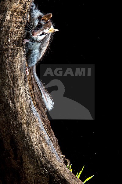 Garden Dormouse (Eliomys quercinus) during the night near Madrid in Spain. stock-image by Agami/Oscar Díez,