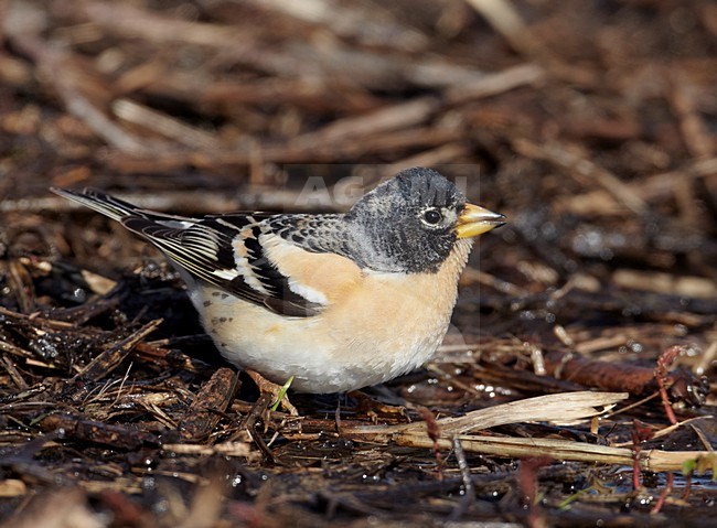 Adult mannetje Keep in winterkleed; Adult male Brambling in winter plumage stock-image by Agami/Markus Varesvuo,