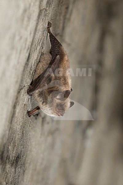 Brandt's bat, Myotis brandtii stock-image by Agami/Theo Douma,