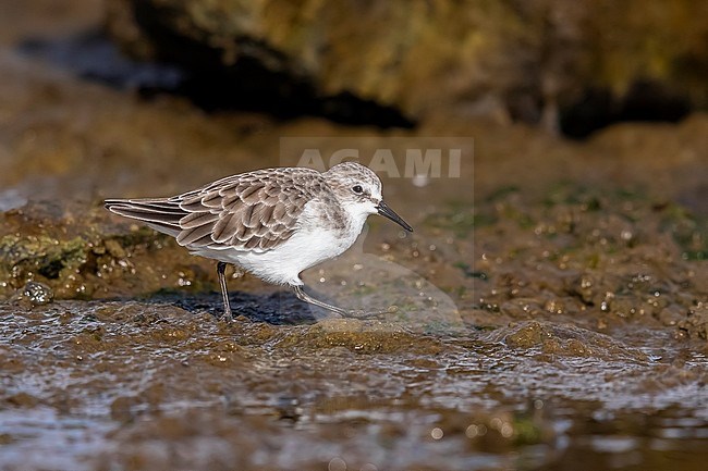 Adult winter plumage Little Stint walking on Cabo da Praia, Terceira, Azores. October 04, 2018. stock-image by Agami/Vincent Legrand,