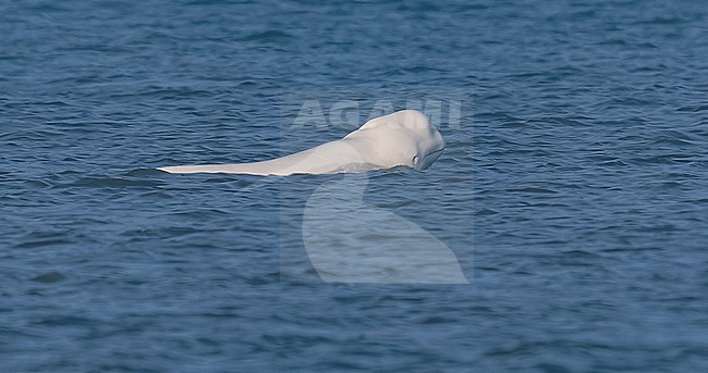 Beluga Whale (Delphinapterus leucas) swimming off Julianadorp, Noord Holland, the Netherlands. stock-image by Agami/Vincent Legrand,