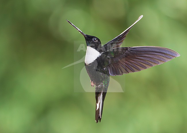 Collared Inca (Coeligena torquata) stock-image by Agami/Lennart Verheuvel,