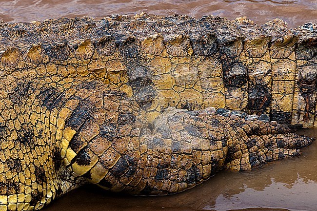 Close up of a Nile crocodile, Crocodilus niloticus, showing scale detail. Mara River, Masai Mara National Reserve, Kenya. stock-image by Agami/Sergio Pitamitz,