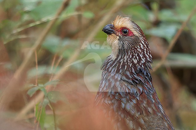 Buffy-crowned Wood-Partridge (Dendrortyx leucophrys) Perched on the ground in El Salvador stock-image by Agami/Dubi Shapiro,