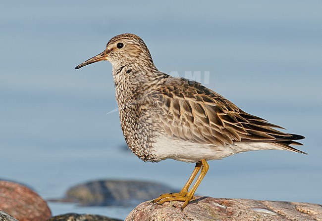 Gestreepte strandloper op een rots, Pectoral Sandpiper on a rock stock-image by Agami/Markus Varesvuo,