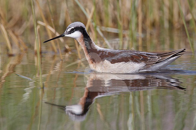 Adult female breeding 
Cochise Co., AZ
May 2011 stock-image by Agami/Brian E Small,