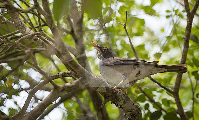 White-throated thrush (Turdus assimilis) perched in  a tree stock-image by Agami/Ian Davies,
