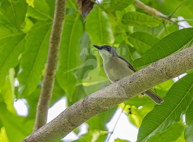 Island Whistler (Pachycephala phaionota) in West Papua, Indonesia. stock-image by Agami/Pete Morris,