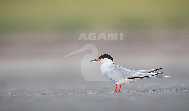 Adult Roseate Tern (Sterna dougallii) standing on a beach on the east coast of North America. stock-image by Agami/Ian Davies,