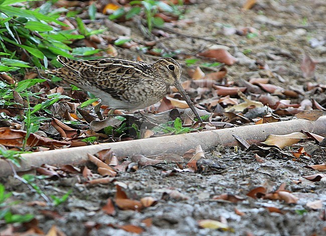 Swinhoe's Snipe (Gallinago megala) wintering in Singapore, foraging on open forest floor. stock-image by Agami/James Eaton,