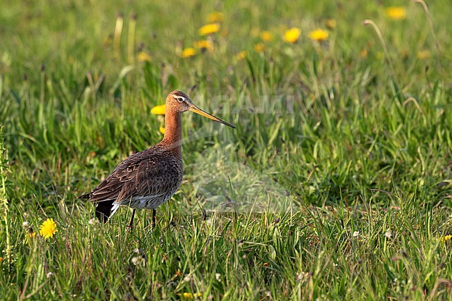 A Black-tailed Godwit (Limosa limosa) is seen standing in a green grassy field on Texel. stock-image by Agami/Jacob Garvelink,