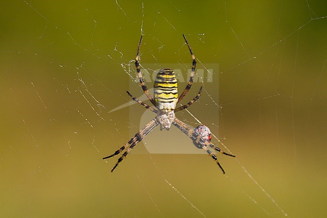 Argiope bruennichi - Wasp spider - Wespenspinne, Germany (Baden-Württemberg) stock-image by Agami/Ralph Martin,