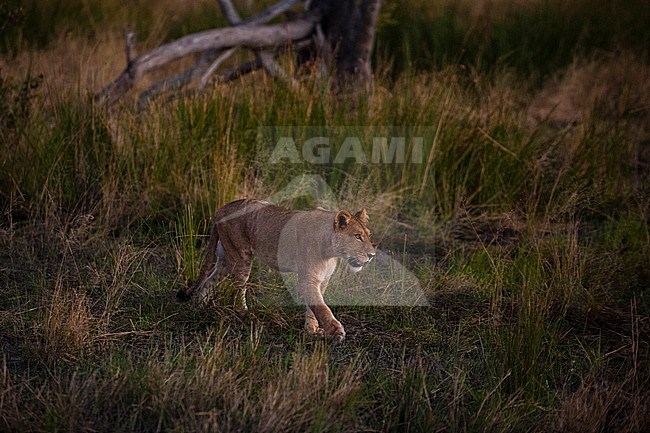 Lion (Panthera leo), Khwai Concession, Okavango Delta, Botswana. stock-image by Agami/Sergio Pitamitz,