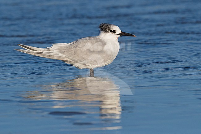 Sandwich Tern (Thalasseus sandvicensis), injured adult resting in shallow water stock-image by Agami/Saverio Gatto,