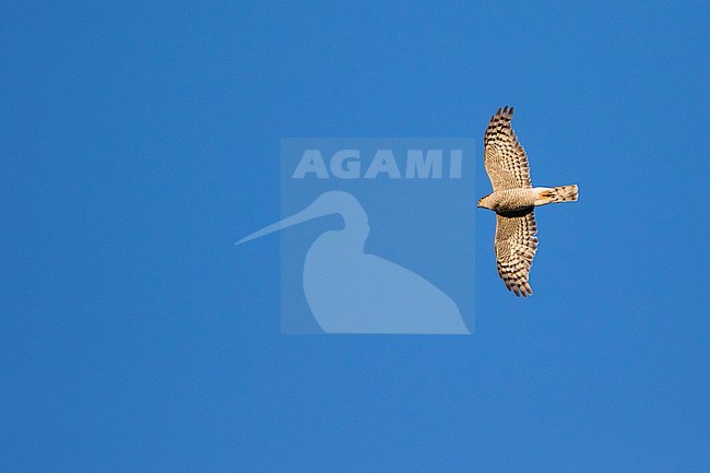 Eurasian Sparrowhawk - Sperber - Accipiter nisus ssp. nisus, Germany, adult male stock-image by Agami/Ralph Martin,