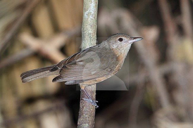 Arafura Shrikethrush (Colluricincla megarhyncha parvula) at Kingfisher Park Birdwatchers Lodge in Queensland, Australia. stock-image by Agami/Aurélien Audevard,