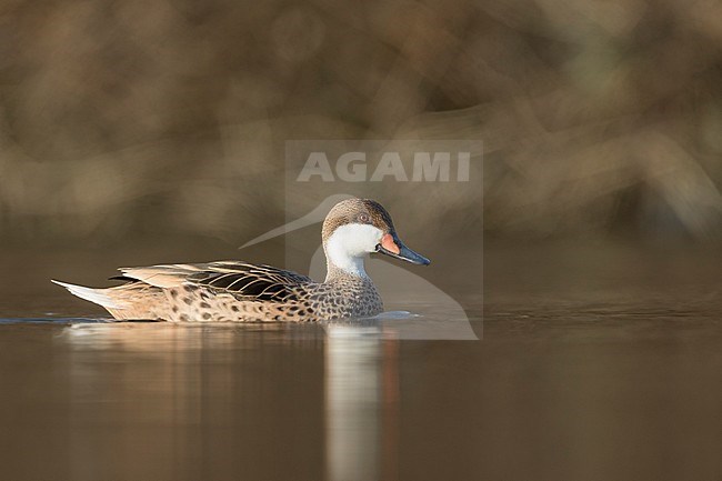 Adult female White-cheeked Pintail (Anas bahamensis) swimming on a lake in Germany. stock-image by Agami/Ralph Martin,