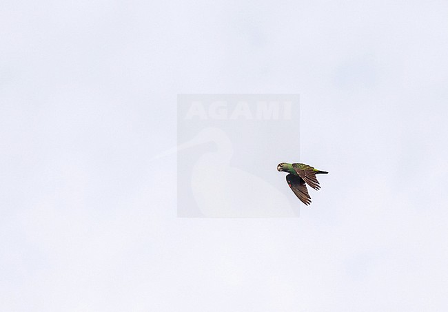 Red-fronted Parrot (Poicephalus gulielmi) in Ghana. Also known as Jardine's parrot. stock-image by Agami/Pete Morris,