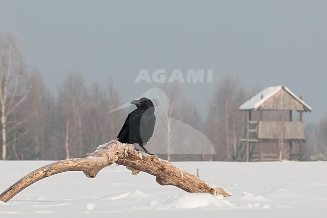 Raaf in sneeuwlandschap; Raven in a snow landscape stock-image by Agami/Han Bouwmeester,