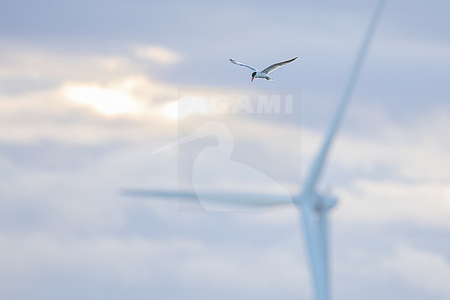  stock-image by Agami/Menno van Duijn,