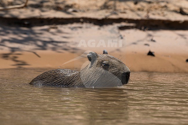 A young capybara, Hydrochaerus hydrochaeris, in the water. Pantanal, Mato Grosso, Brazil stock-image by Agami/Sergio Pitamitz,