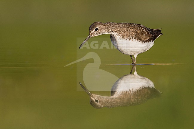 Green Sandpiper (Tringa ochrupos), Germany, adult, worn breeding plumage stock-image by Agami/Ralph Martin,