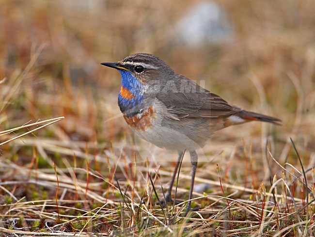 Roodsterblauwborst zittend op de grond; Red-Spotted Bluethroat perched on the ground stock-image by Agami/Markus Varesvuo,
