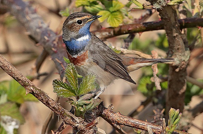White-spotted Bluethroat (Luscinia svecica), adult male sitting, seen from the side. stock-image by Agami/Fred Visscher,