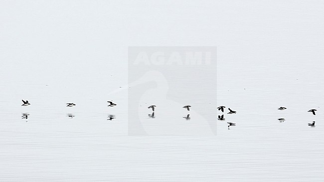 Brunnich's guillemots, Uria lomvia, in flight. Nordaustland, Svalbard, Norway stock-image by Agami/Sergio Pitamitz,