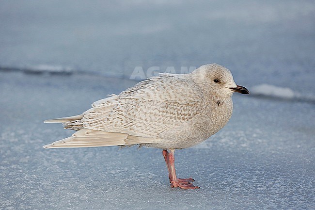 Kumliens Meeuw, Kumlien's Gull, Larus glaucoides kumlieni stock-image by Agami/Chris van Rijswijk,