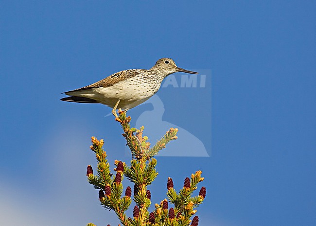 Groenpootruiter boven in conifeer; Common Greenshank in top of conifer stock-image by Agami/Markus Varesvuo,