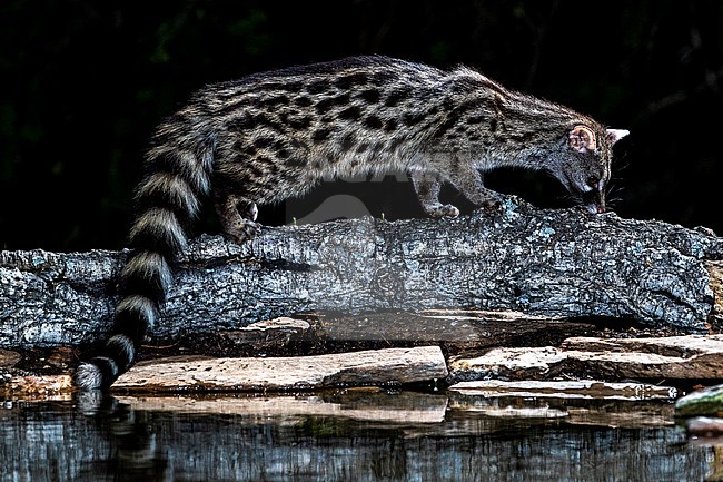 Common Genet (Genetta genetta) in Spain stock-image by Agami/Oscar Díez,