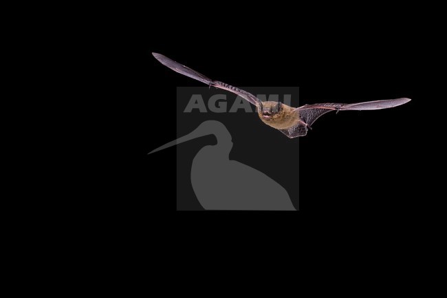 Gewone dwergvleermuis in de vlucht; Common Pipistrelle in flight stock-image by Agami/Theo Douma,