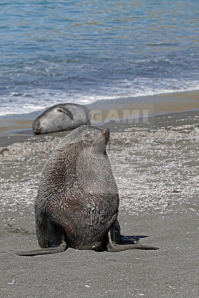 Male Antarctic fur seal infront of the sea stock-image by Agami/Pete Morris,