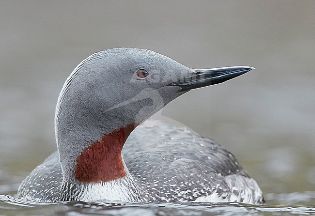 Red-throated Diver (Gavia stellata) Iceland June 2019 stock-image by Agami/Markus Varesvuo,