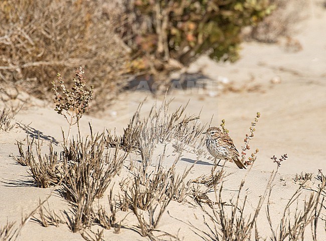 Karoo lark (Calendulauda albescens) in South Africa. Also known as or red-backed lark stock-image by Agami/Pete Morris,