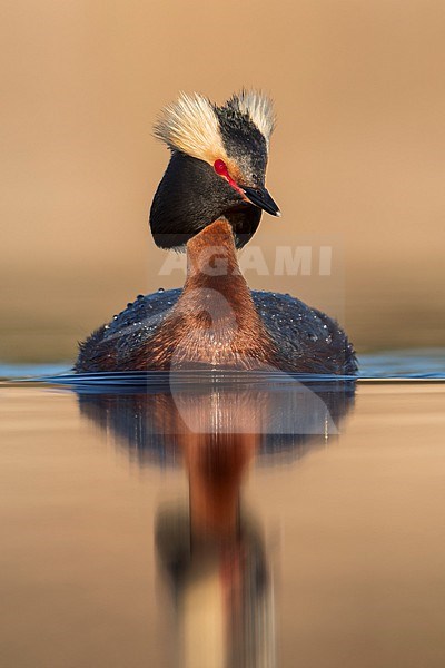 Adult American Horned Grebe (Podiceps auritus cornutus) swimming in a pond in Manitoba, Canada. stock-image by Agami/Glenn Bartley,