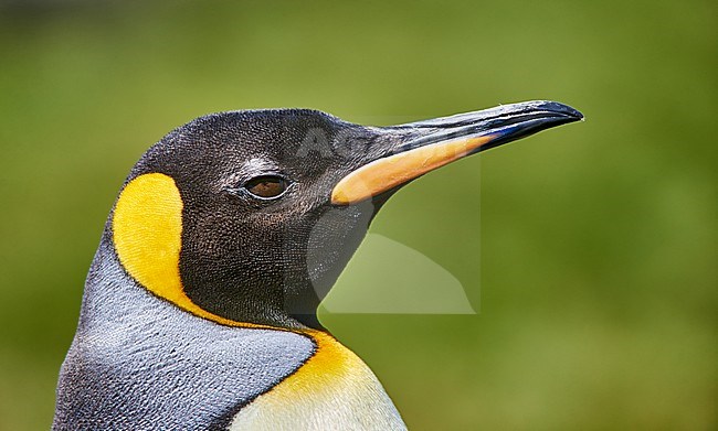 King Penguin (Aptenodytes patagonicus) portrait with eye open, South Georgia stock-image by Agami/Tomas Grim,