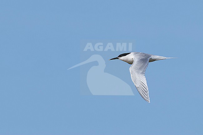 Adult Sandwich tern (Thalasseus sandvicensis) in flight, found at Texl in the Netherlands stock-image by Agami/Mathias Putze,