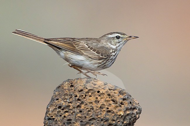 Berthelot's Pipit; Anthus berthelotii stock-image by Agami/Daniele Occhiato,