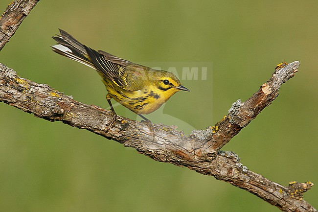 Mannetje Prairie zanger, Male Prairie Warbler stock-image by Agami/Brian E Small,