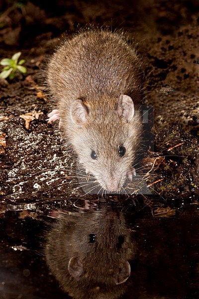 Bruine Rat; Brown Rat stock-image by Agami/Theo Douma,