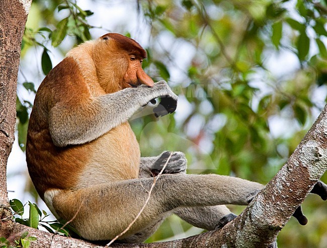 Neusaap mannetje in boom; Proboscis Monkey male in tree stock-image by Agami/Roy de Haas,