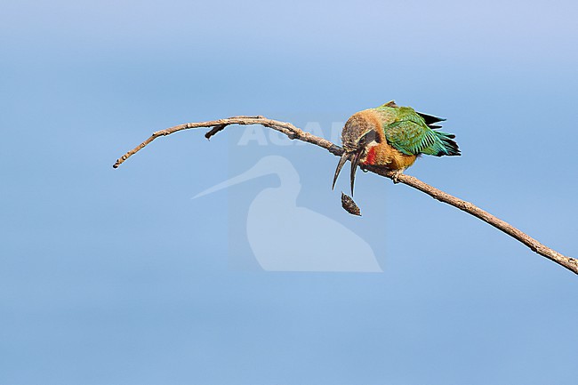 White-fronted Bee-eater (Merops bullockoides) regurgitating a pellet against a blue sky as a background (Series 1, part 5), Zimbabwe stock-image by Agami/Tomas Grim,