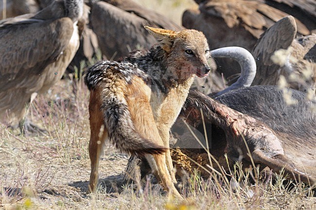  stock-image by Agami/Hans Germeraad,