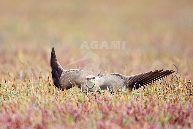 Vorkstaartplevier, Collared Pratincole stock-image by Agami/Marc Guyt,