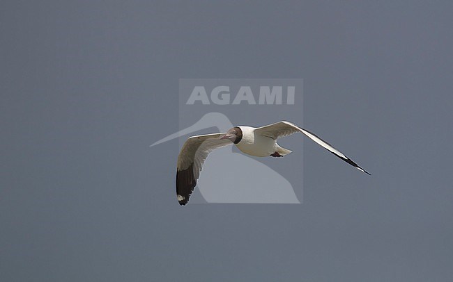 Brown-headed Gull (Chroicocephalus brunnicephalus) adult summer in flight at Pak Tale, Thailand stock-image by Agami/Helge Sorensen,